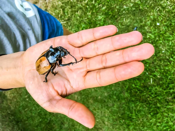 大きなサイの甲虫や人間の手の虫を閉じます 屋外自然環境教育プログラム 科学野生動物のレッスン 体験学習 — ストック写真