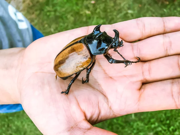 Hautnah Große Nashorn Käfer Oder Käfer Auf Menschliche Hand Outdoor — Stockfoto