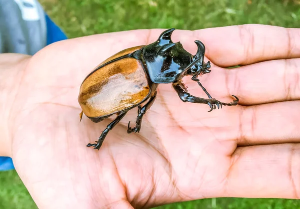 Close Big Rhinoceros Beetle Bug Human Hand Outdoor Nature Environmental — Foto de Stock