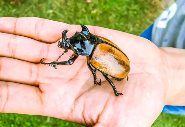 Close Grande Besouro Rhinoceros Bug Mão Humana Natureza Livre Programa — Fotografia de Stock