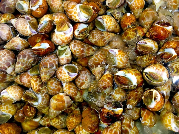 Frische Meeresfrüchte Gestapelte Rohe Venusmuscheln Hintergrund — Stockfoto