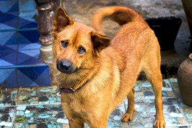 Köpek dışarıda gülümsüyor.