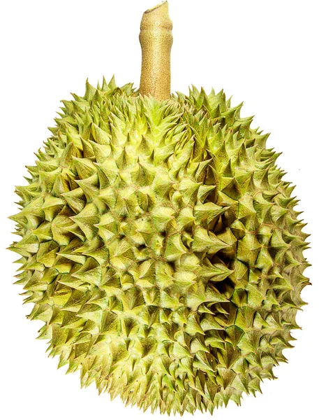 Durian, Tayland 'da ünlü meyvelerin kralıdır. Durian meyvesi, beyaz arka planda izole edilmiştir. Durian, büyük boyutu, güçlü kokusu ve dikenle kaplı kabuğuyla ayırt edicidir..
