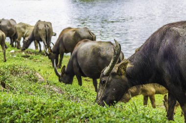 Bufalo tarlada ot yiyerek yürüyor. Bufalo portresi. Tayland 'daki çiftlikte Asya bufalosu. Yaklaş.