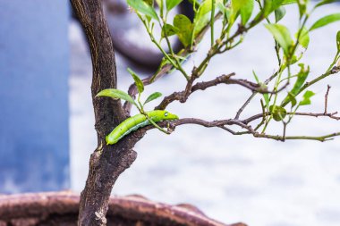 Tırtıl, büyük yeşil solucan, yanında beyaz çizgili dev yeşil solucan başlığın yanında bir desen var bahçe arka planındaki yeşil yapraktaki büyük gözlere benziyor..