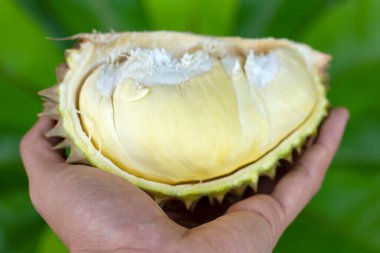 Durian meyvesi tutan Asyalı kadınların ellerini kapat. Olgun durian. Lezzetli Durian, meyvelerin kralıdır. Asya 'da ünlü bir meyve..