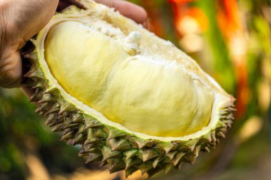 Durian meyvesi tutan Asyalı kadınların ellerini kapat. Olgun durian. Lezzetli Durian, meyvelerin kralıdır. Asya 'da ünlü bir meyve..