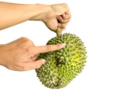 Durian 'ın el ele tutuşması beyaz arkaplandan izole edilmiş. Durian meyvelerin kralıdır, tropikal meyvelerin Asya meyvesidir. Thai tatlı yemeği.