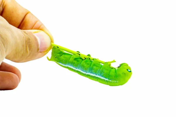 キャタピラー 白い背景に隔離された大きな緑の虫の毛虫動物は イラストやデザインを簡単に作ることができます — ストック写真