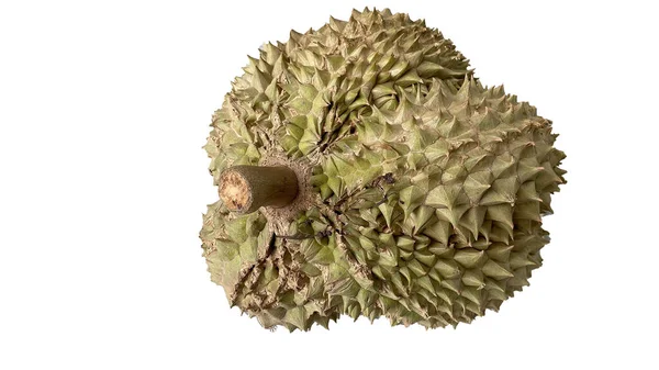 Durian Odizolowany Białego Tła Durians Jest Królem Owoców Azjatyckich Owoców — Zdjęcie stockowe