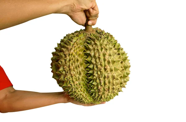 Tangan Memegang Durian Terisolasi Dari Latar Belakang Putih Durians Adalah — Stok Foto