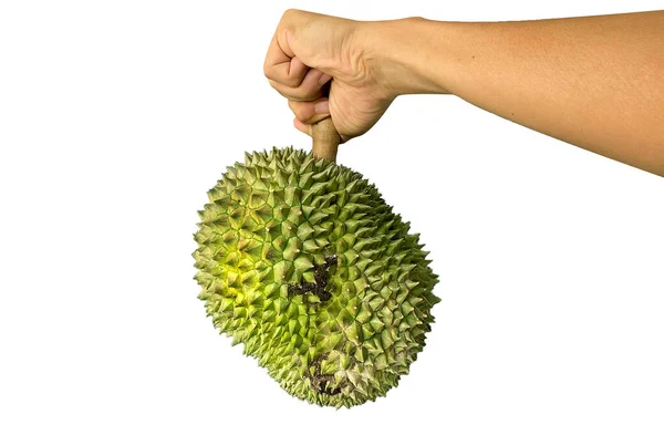 Tenencia Manual Durian Aislado Fondo Blanco Durians Rey Las Frutas — Foto de Stock