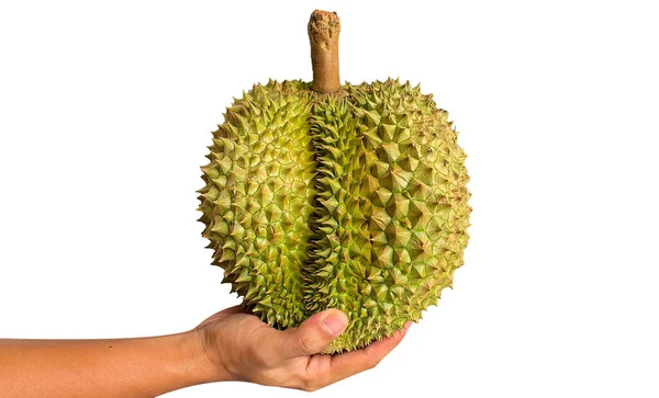 Tangan Memegang Durian Terisolasi Dari Latar Belakang Putih Durians Adalah — Stok Foto