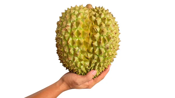 Hand Vasthouden Van Durian Geïsoleerd Van Witte Achtergrond Durianen Koning — Stockfoto