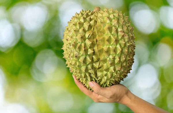 Zamknij Azjatki Trzymające Owoce Duriana Dojrzały Durian Smaczny Durian Który — Zdjęcie stockowe