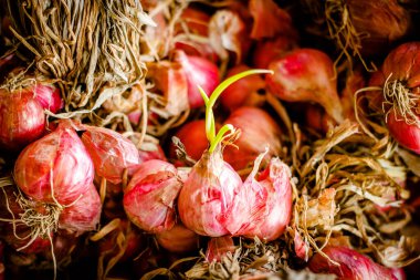 Bulbs of red onion with green leaves on fresh red onion Background on market stand,Healthy food herb