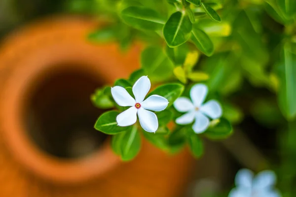 Weiße Blume Geschlossen Verschwommen Weich Fokus Einer Gruppe Von Kleinen — Stockfoto