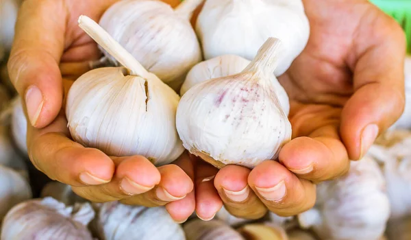 Sarımsak. Sarımsak soyan kadın elleri mutfakta taze sarımsak pişirmeye hazırlanıyor. 