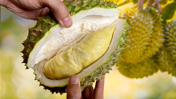 Durian meyvesi tutan Asyalı kadınların ellerini kapat. Olgun durian. Lezzetli Durian, meyvelerin kralıdır. Asya 'da ünlü bir meyve..