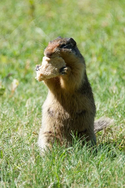 Squirrel eating bread — Stock Photo, Image