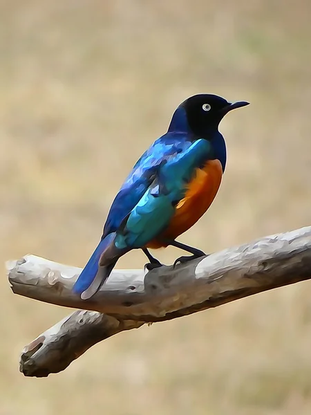 Superb starling — Stock Photo, Image