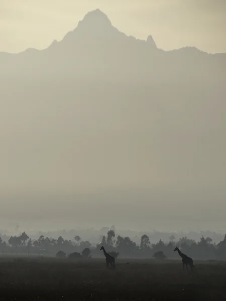 Żyrafy na równinie przed mount kenya — Zdjęcie stockowe