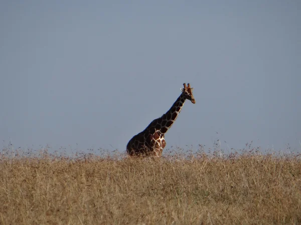 Girafa silhueta contra o horizonte — Fotografia de Stock