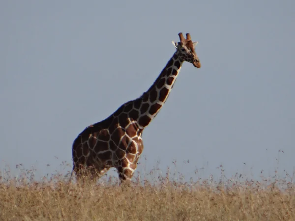Girafa silhueta contra o horizonte — Fotografia de Stock