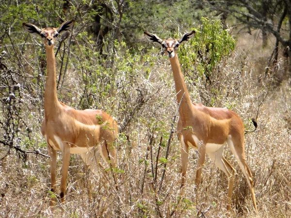 Un paio di gerenuk — Foto Stock