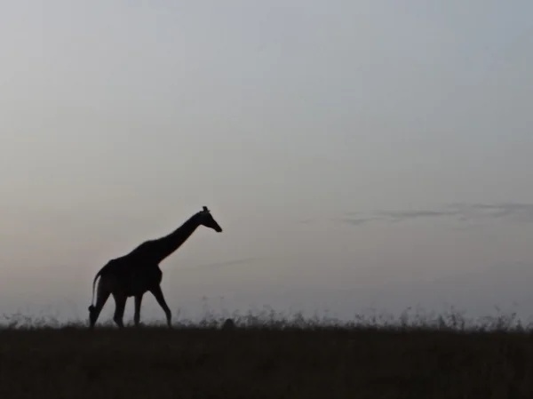 Žirafa silueta proti obzoru — Stock fotografie