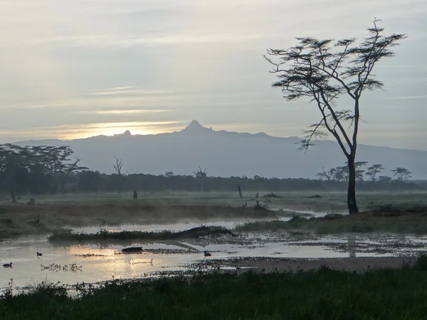 Silueta del Monte Kenia desde el pantano — Foto de Stock