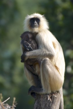 Anne ve bebek langur