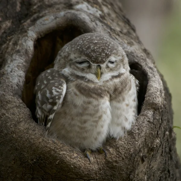 Petit hibou tacheté gros plan — Photo