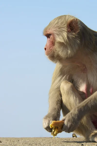 Macaque rhésus fixement — Stock fotografie