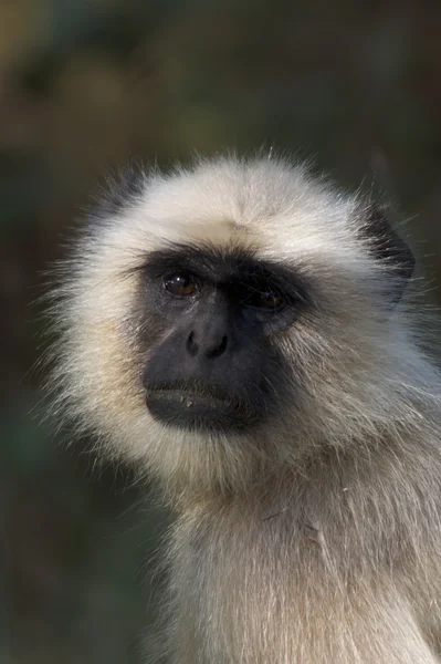 Langur close-up Royalty Free Stock Images