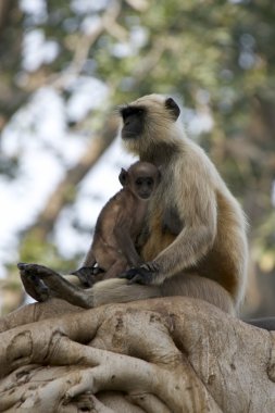 anne sarılma bebek langur