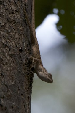 Gezinme ağacını kertenkele