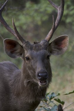 Close-Up sambar geyiği