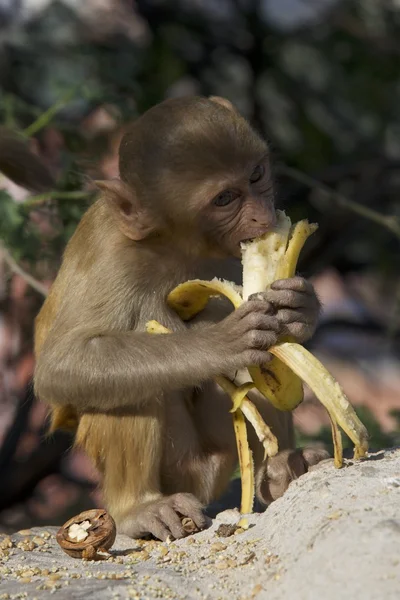 Makak rhesus jíst banán — Stock fotografie