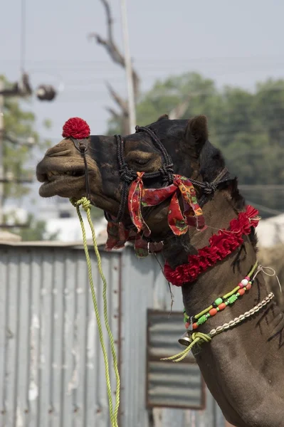 Cabeça de camelo indiano decorado — Fotografia de Stock