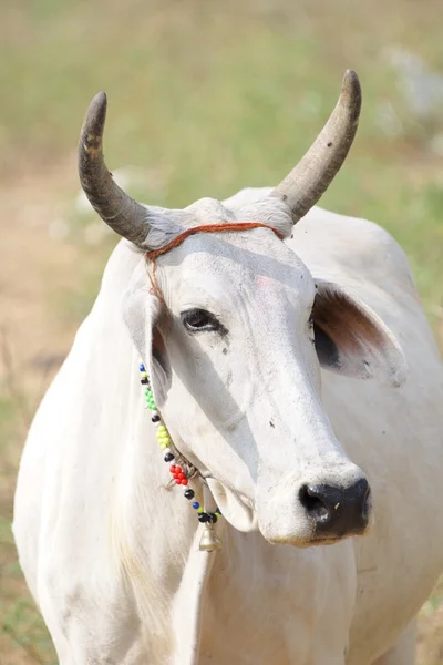 Корова с декоративным воротником Дивали — стоковое фото