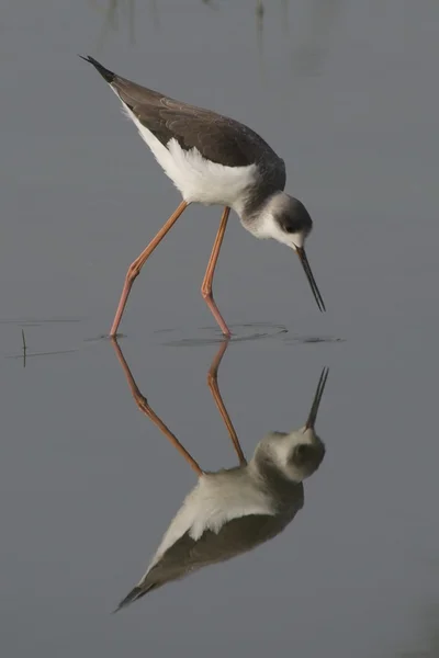 Ptaków brodzących i odbicie w wodzie — Zdjęcie stockowe