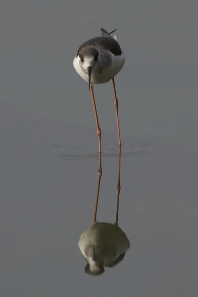 Oiseau échassier reflété dans l'eau — Photo