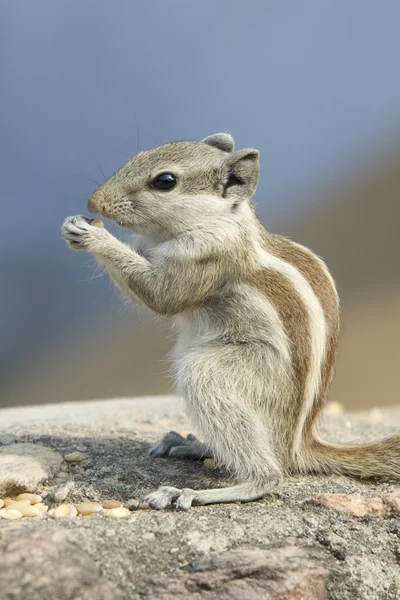 Squirrel eating nut — Stock Photo, Image