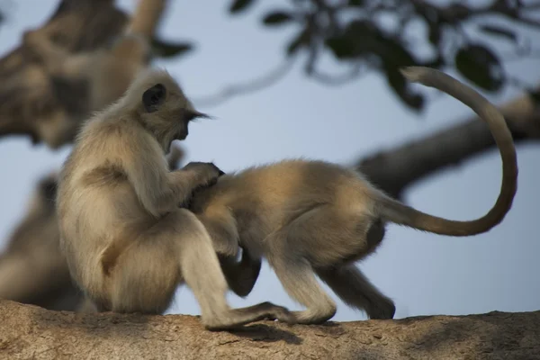 Dvě langurs hraje2 つのヤセザル再生 — Stock fotografie