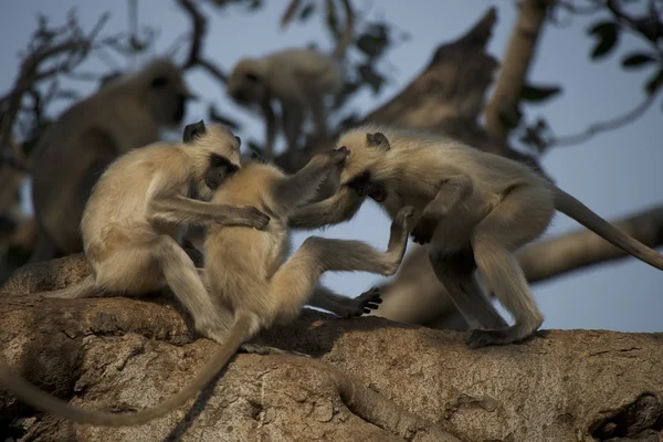 Tři langurs hraje — Stock fotografie