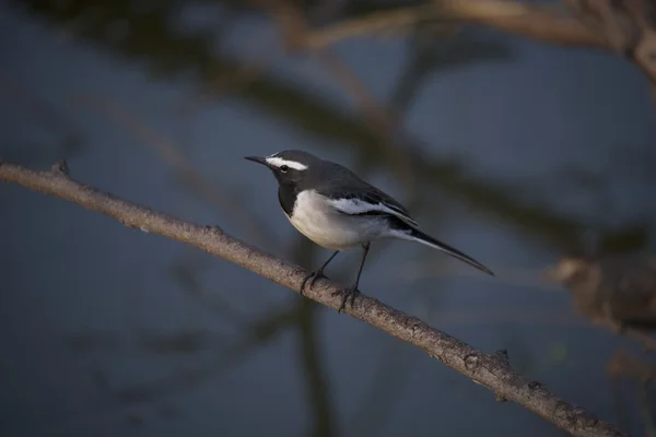 Uccello bianco e nero su ramo — Foto Stock