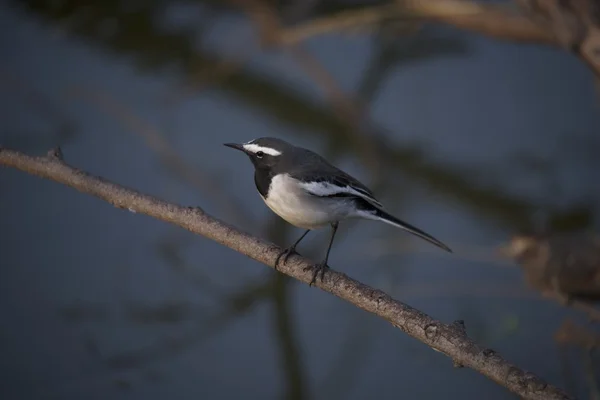 Black and white bird on branch — Stock Photo, Image