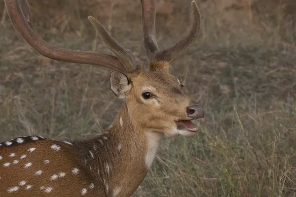 Cerf tacheté mâle avec bouche ouverte — Photo