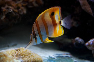 Copperband butterflyfish feeding on a coral reef clipart